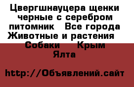 Цвергшнауцера щенки черные с серебром питомник - Все города Животные и растения » Собаки   . Крым,Ялта